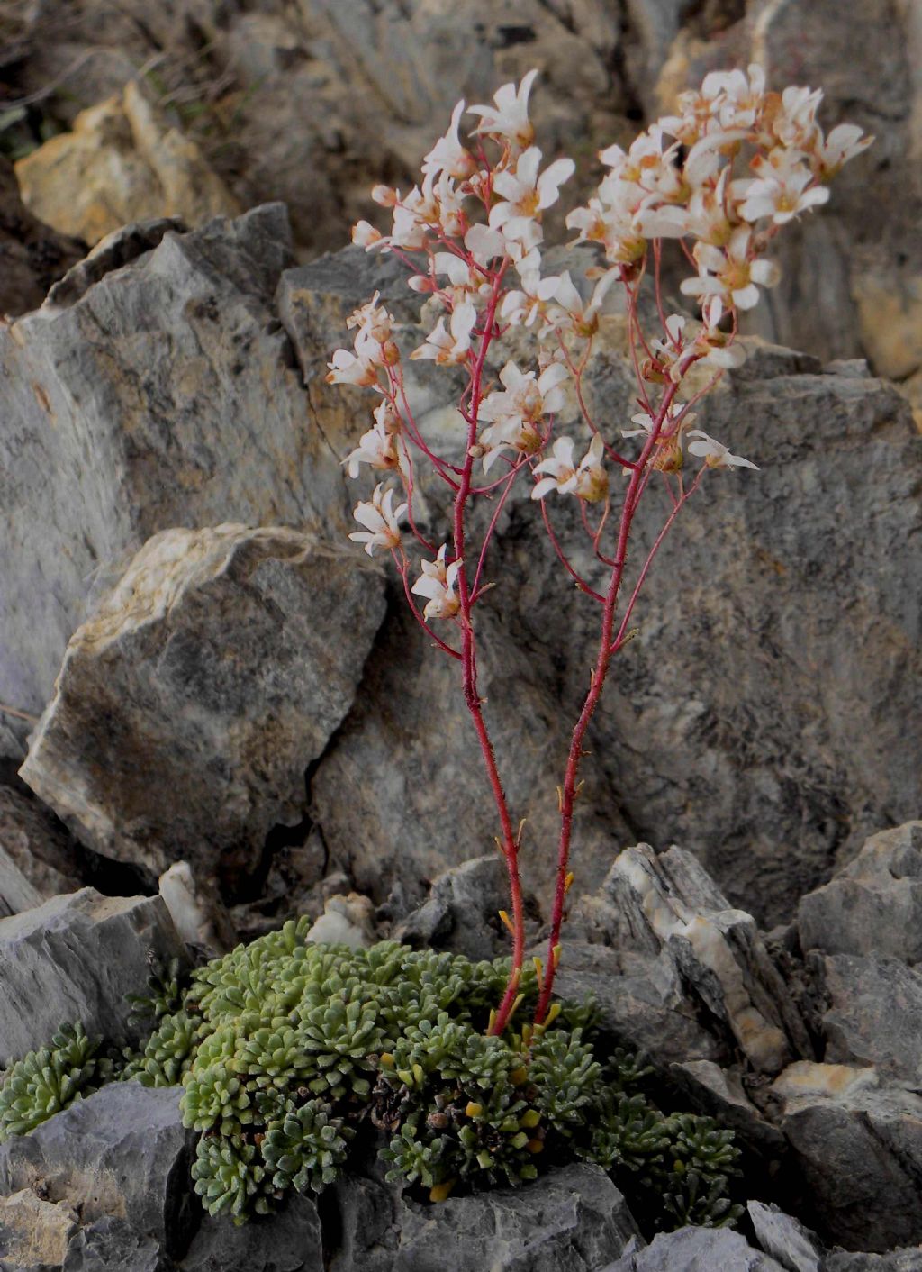 Saxifraga cochlearis ?